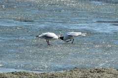 Chroicocephalus ridibundus