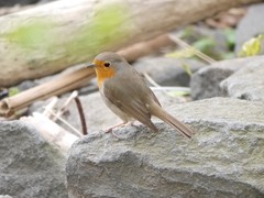 Erithacus rubecula
