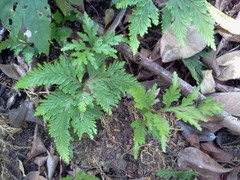 Selaginella delicatula