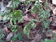 Selaginella delicatula