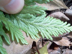 Selaginella delicatula