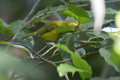 Vireo hypochryseus