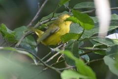 Vireo hypochryseus