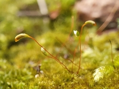 Campylophyllopsis calcarea