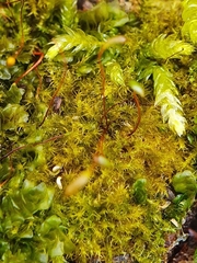 Campylophyllopsis calcarea