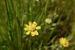 Blennosperma bakeri