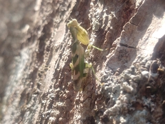 Acontista mexicana