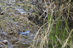 Cyanistes caeruleus