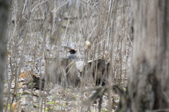 Dryocopus martius
