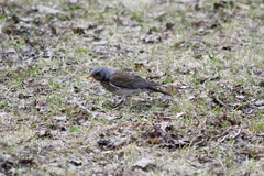 Turdus pilaris