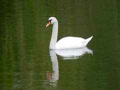Cygnus olor