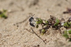 Andrena barbilabris