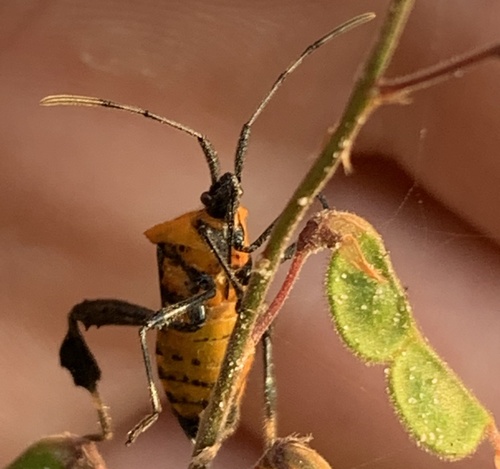 Leptoglossus ashmeadi