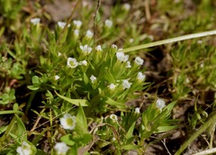Gratiola ebracteata