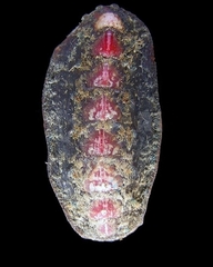 Acanthochitona rhodea