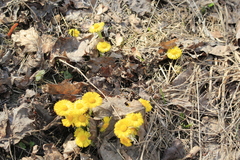 Tussilago farfara