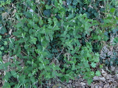 Teucrium scorodonia