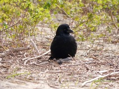 Corvus corone