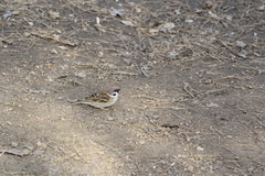 Passer montanus