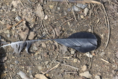 Aves