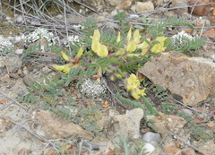 Astragalus utriger