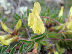 Astragalus utriger