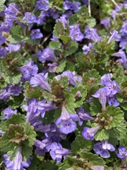 Glechoma hederacea