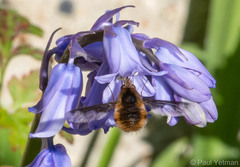 Bombylius major