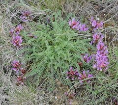 Astragalus suprapilosus