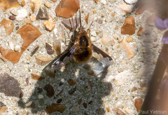 Bombylius major