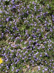 Glechoma hederacea