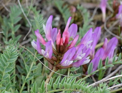 Astragalus suprapilosus