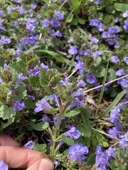 Glechoma hederacea