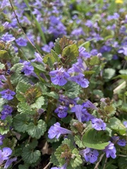 Glechoma hederacea
