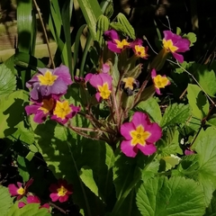 Primula