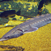 Atlantic Sturgeon - Photo (c) Virginia State Parks staff, some rights reserved (CC BY)