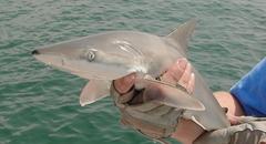Blacknose Shark photo 4