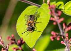 Andrena