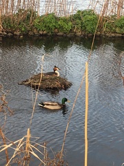Podiceps cristatus