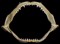 Spinner Shark photo 5