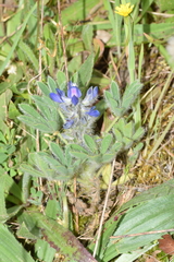 Lupinus micranthus