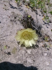 Corryocactus dillonii
