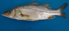 Smallscale Fat Snook photo 3