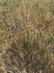 Melica californica