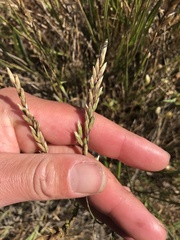 Melica californica