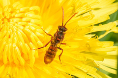 Nomada flavoguttata