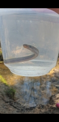 Lampetra planeri