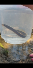 Lampetra planeri