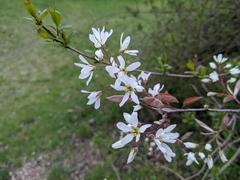 Amelanchier ovalis