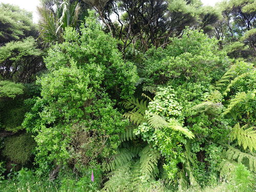 Pennantia corymbosa (Pennantia corymbosa)